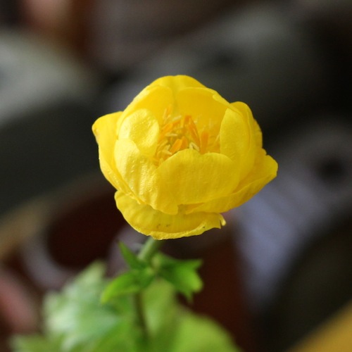 今日の花「ボタンキンバイ／牡丹金梅」